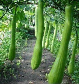 农村可以吃的瓜尖,探寻农村瓜尖的独特风味