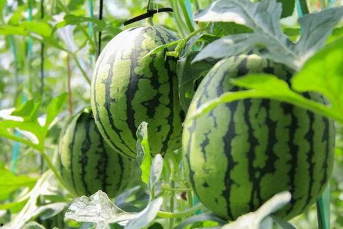 西瓜味儿的吃瓜群众,揭秘网络热议背后的趣味与思考