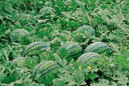 周丽珊吃瓜群,揭秘娱乐圈幕后故事