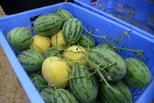 周丽珊吃瓜群,揭秘娱乐圈幕后故事