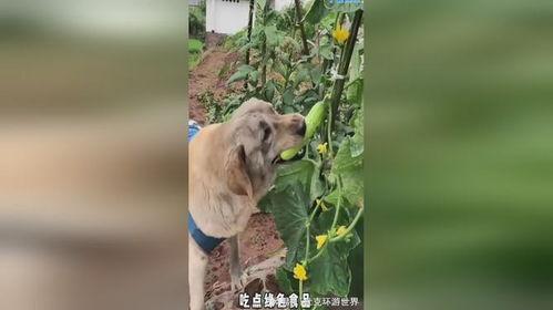 吃瓜小狗打斗视频,萌宠间的热血对决