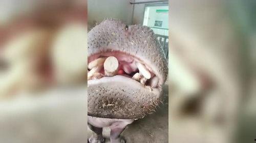 河马吃东鸡瓜,探寻东鸡瓜的独特魅力