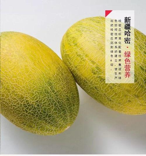 到新疆哈密吃瓜,瓜果飘香,尽享甜蜜之旅