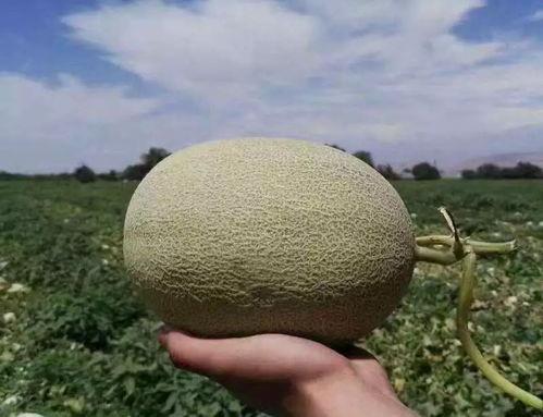 到新疆哈密吃瓜,瓜果飘香,尽享甜蜜之旅