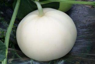 梨瓜的籽可以吃,美味与营养的双重享受