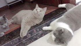 蓝胖子吃瓜视频,揭秘娱乐圈幕后故事