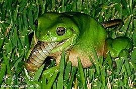 打气吃瓜青蛙,揭秘神奇生物的趣味生活