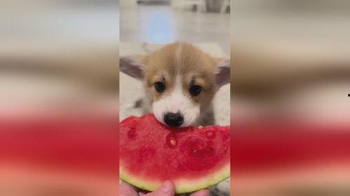 小狗头吃瓜,萌化你的心