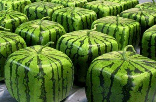 吃烂瓜会,揭秘生活中的甜蜜苦涩