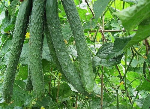 面瘫可以吃梨瓜吗,营养与健康的双重选择