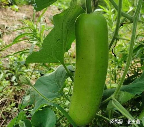 免费请大家吃瓜,共享欢乐时光！