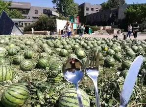 朝阳吃瓜的群众,吃瓜群众的热议焦点