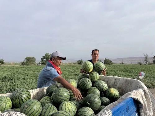 北碚吃瓜,探寻这座山城的小确幸