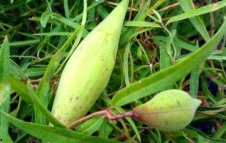 野瓜可以吃的,探索可食用野瓜的奥秘