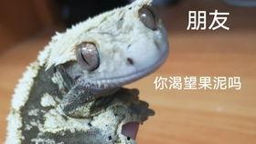 睫角吃瓜,一场别开生面的吃瓜之旅