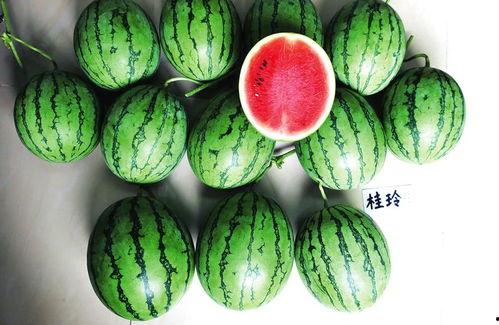 柳南区吃瓜,瓜香四溢,美食之旅