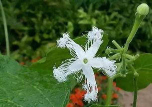 蛇瓜还能怎么吃,探索创意烹饪新境界