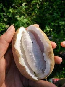 带你吃瓜童年的阴影,带你重温那些难忘的“吃瓜”岁月