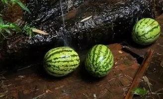 带你吃瓜童年的阴影,带你重温那些难忘的“吃瓜”岁月