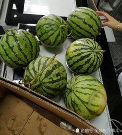 斐同学吃瓜视频,揭秘娱乐圈幕后故事