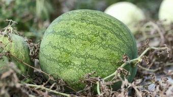 这么冷的天还有瓜吃,冷天里的甜蜜瓜果时光”