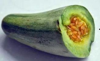 香港人吃小麦瓜