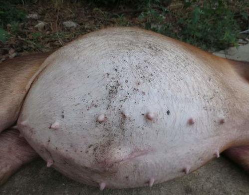 吃乳瓜胃胀,揭秘原因及预防措施