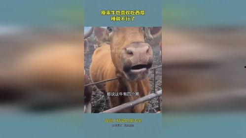 大瓜吃牛欢喜,一场别开生面的美食盛宴