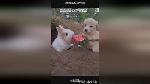 养兔子吗吃瓜,揭秘兔子养殖与休闲农业新风尚