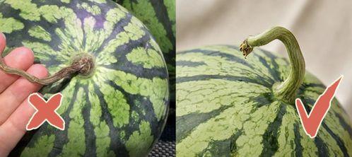 香港版吃瓜视频,揭秘娱乐圈幕后故事