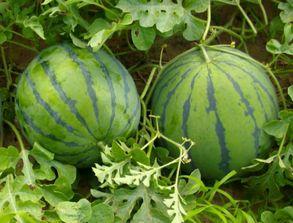 50岁吃瓜,品味人生瓜果香