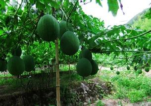 沉浸式吃小吊瓜,小吊瓜的味蕾盛宴