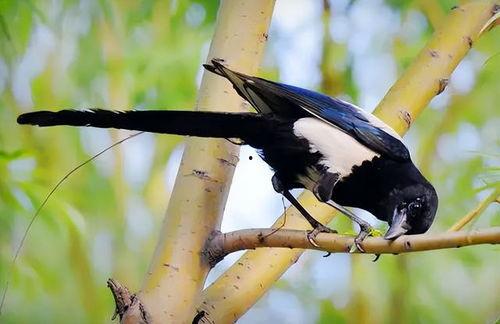 怎样防止鸟吃瓜,有效措施守护丰收瓜果