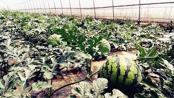 吃瓜爆料专辑瓜,吃瓜爆料专辑大揭秘