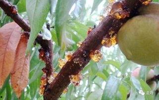 吃瓜 胶水,揭秘网络热词背后的文化现象