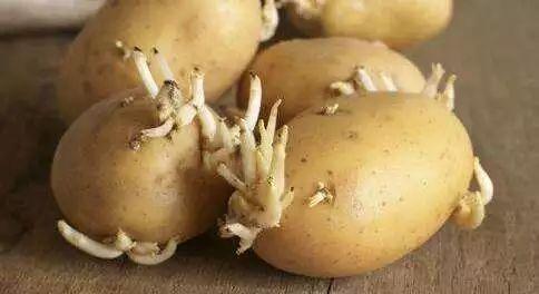 烟台科技吃瓜,吃瓜群众揭秘前沿科技趣闻