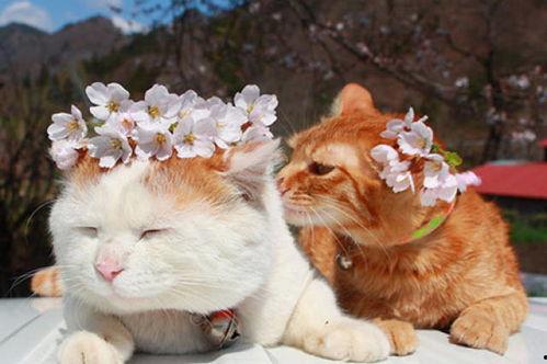 猫猫吃瓜会被听到txt,萌态十足引网友热议