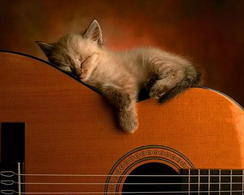 猫猫吃瓜会被听到txt,萌态十足引网友热议