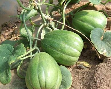 今日吃瓜人人吃瓜