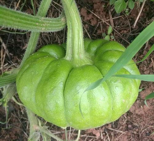 今日吃瓜人人吃瓜