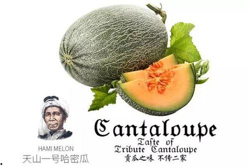 不是吃瓜是去看瓜,一场别开生面的视觉盛宴