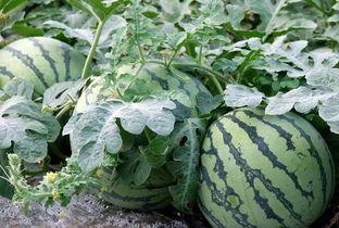 不是吃瓜是去看瓜,一场别开生面的视觉盛宴