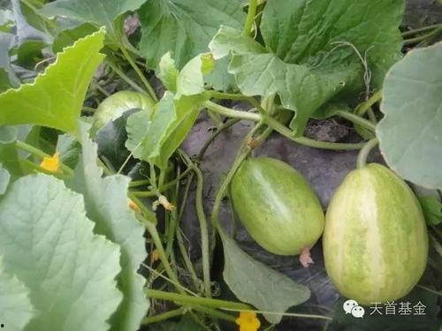 来俺瓜园里吃瓜不要钱,免费品尝，共享夏日清凉