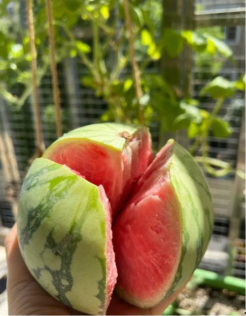 阳台吃瓜,夏日阳台生活新体验