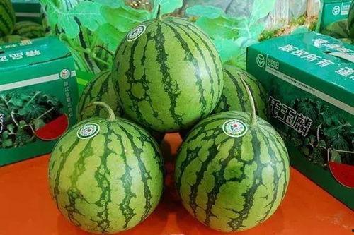 山东菏泽吃瓜事件,一场网络热议背后的真相揭秘