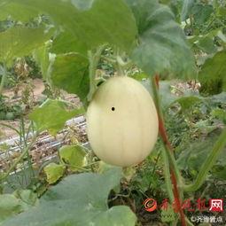 在家吃梨瓜全部图片,尽在家中的美味瞬间