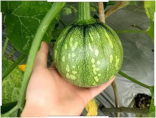 小吊瓜如何吃,解锁美味新体验