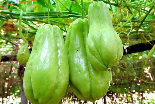 拂手瓜佛手瓜怎么吃,拂手瓜佛手瓜的多样食法探索