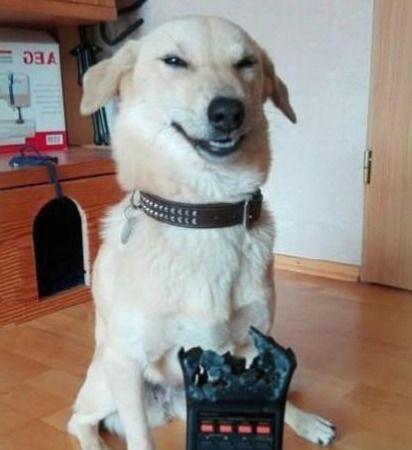 狗子吃瓜文案搞笑,笑料横生，萌宠版“娱乐圈”大揭秘！