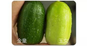 眉山吃瓜视频,揭秘当地特色美食背后的故事